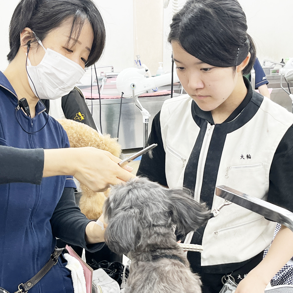 お客様の愛犬をトリミング！②